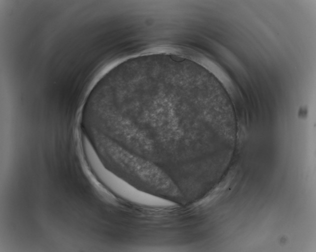 X0000100381055200807031921