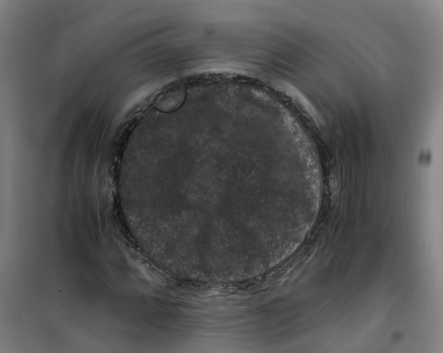 X0000100381064200807031920