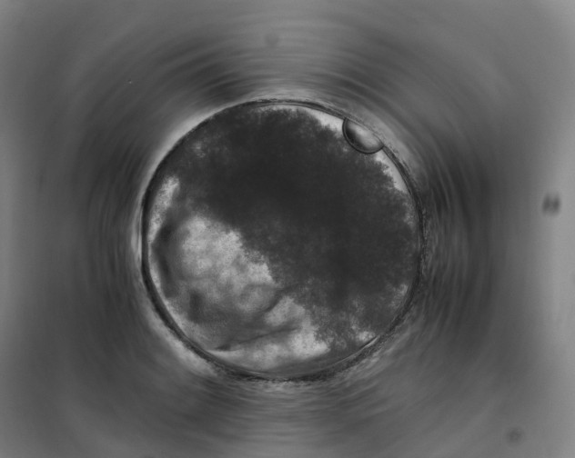 X0000100381084200807031920