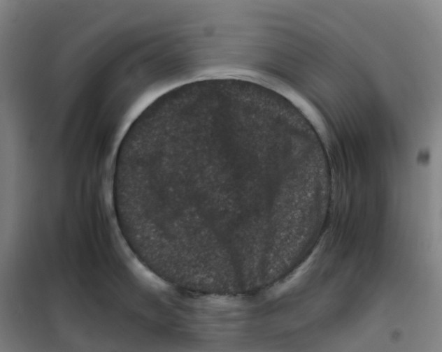 X0000100381102200807031919