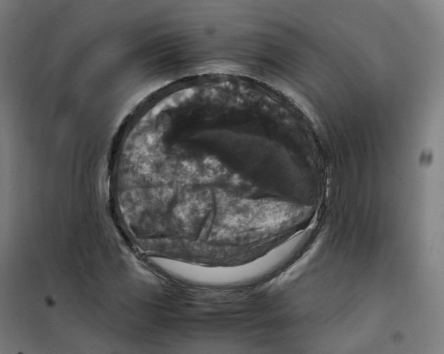 X0000100381117200807031919