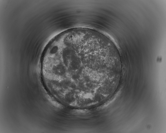 X0000100381125200807031919