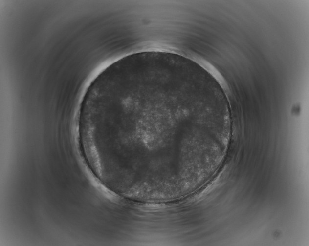 X0000100381144200807031919