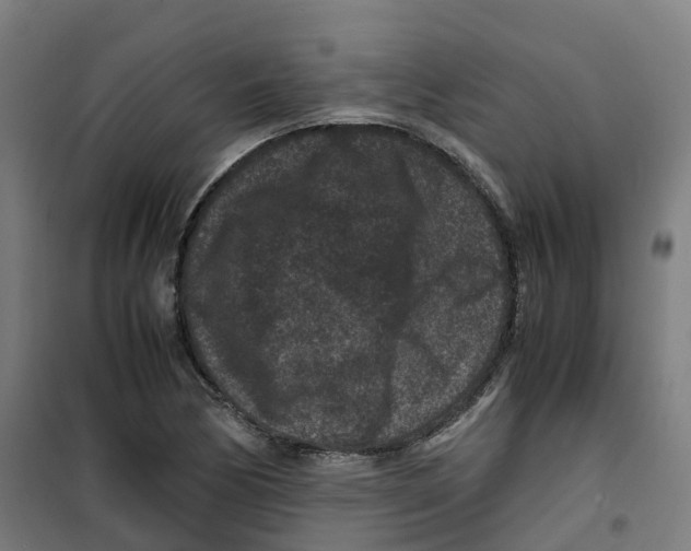 X0000100381170200807031918