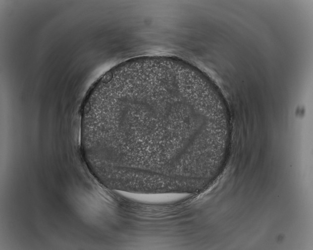 X0000100381171200807031918