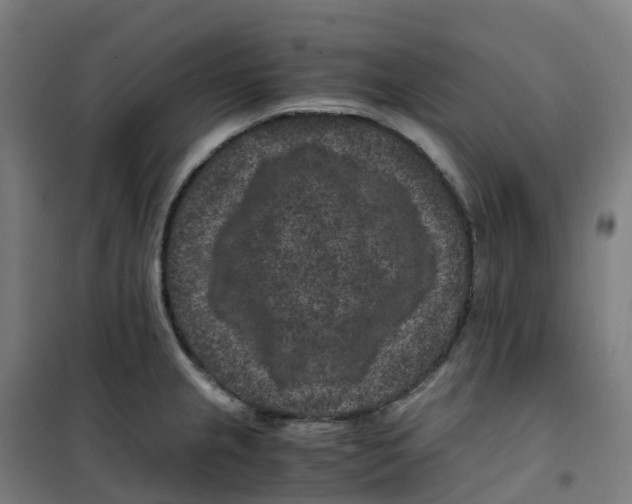 X0000100381237200807031917