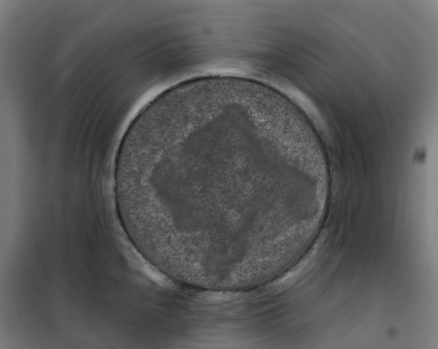 X0000100381240200807031917
