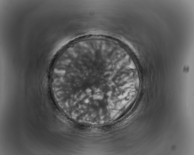 X0000100381263200807031917