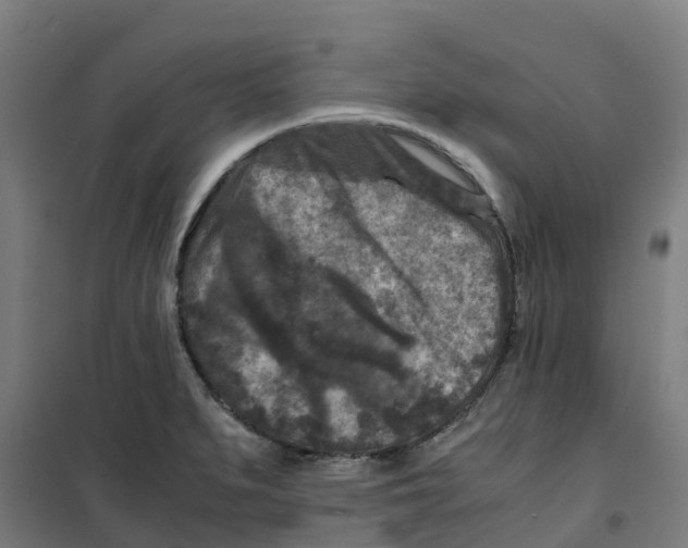 X0000100381279200807031916