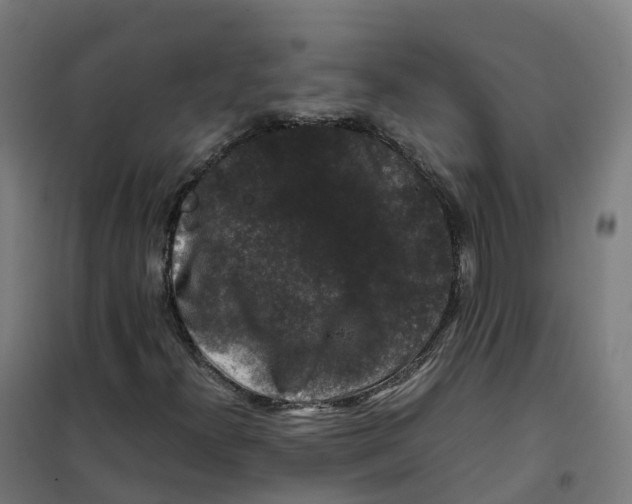 X0000100381300200807031916