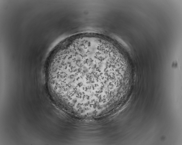 X0000100381310200807031916