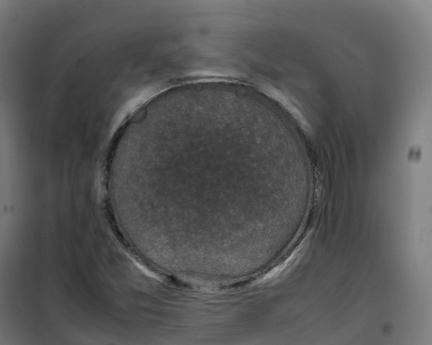 X0000100381357200807031915