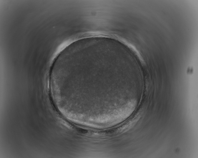 X0000100381365200807031915