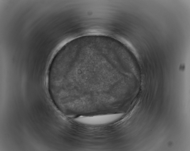 X0000100381419200807031915