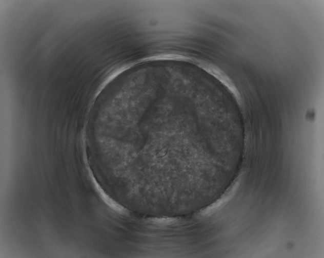 X0000100381425200807031915