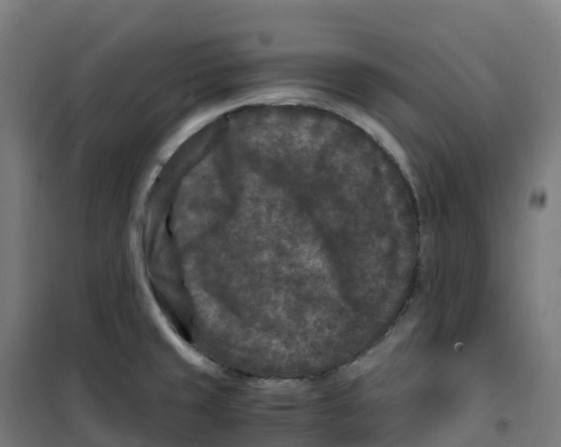 X0000100381429200807031915