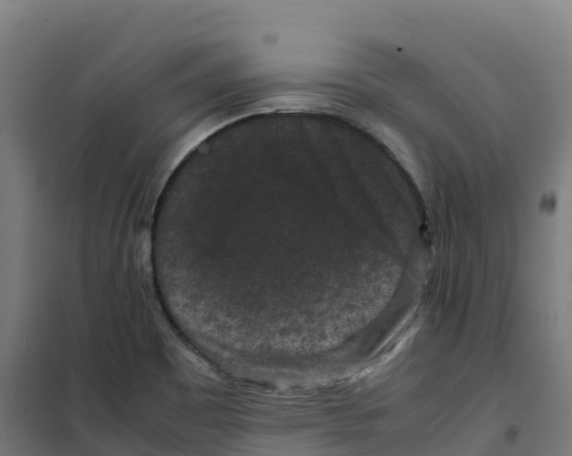 X0000100381465200807031914