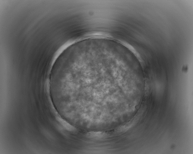 X0000100381474200807031914