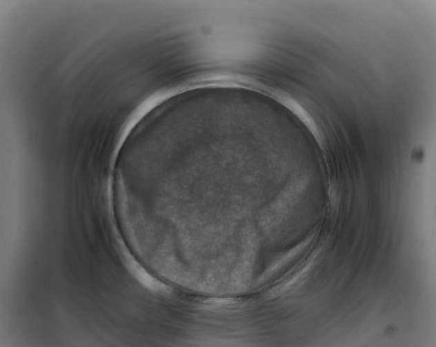 X0000100381482200807031914
