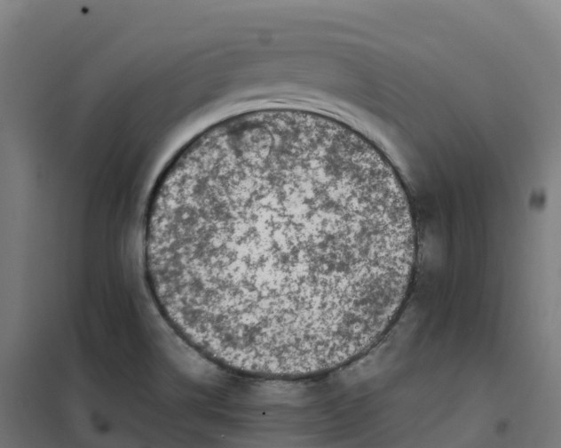 X0000100381514200807031913