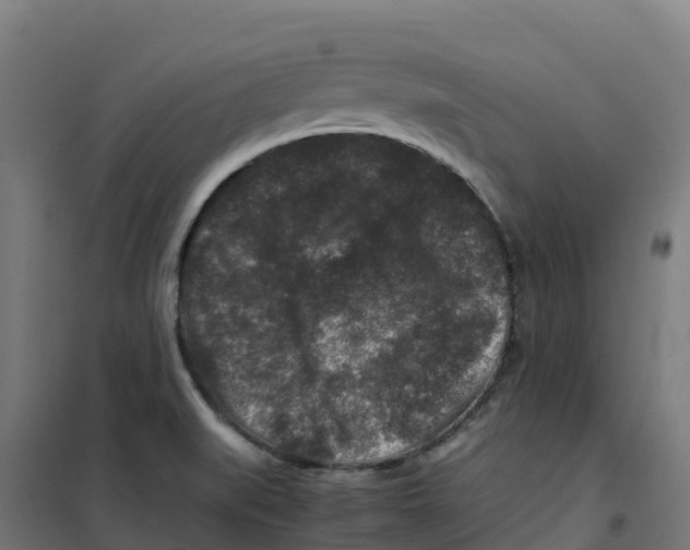 X0000100381519200807031913