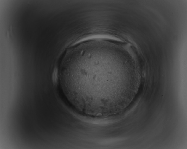 X0000100390024200806061304