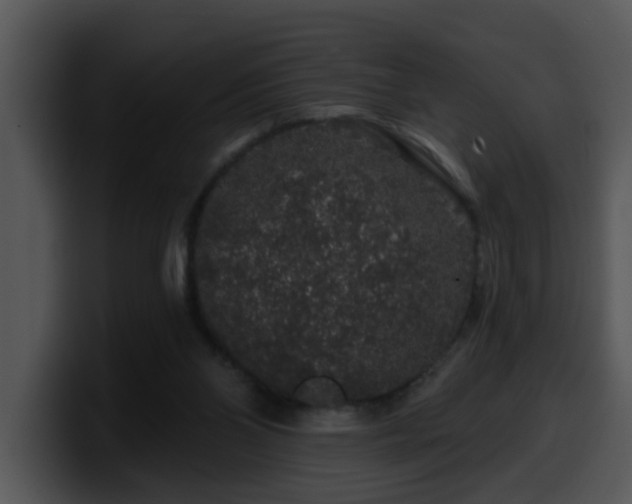 X0000100390110200806061303