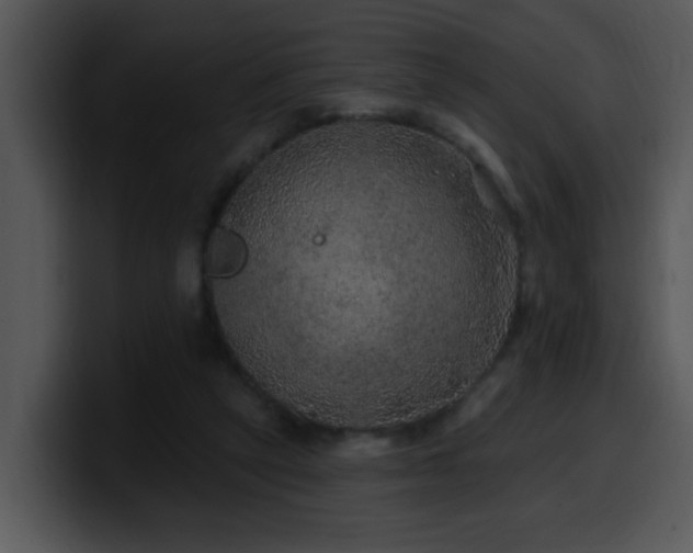 X0000100390257200806061300