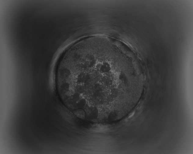 X0000100390343200806061259