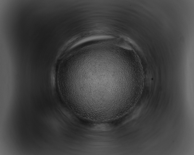 X0000100390446200806061258