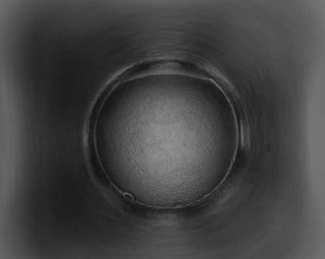 X0000100390483200806061257