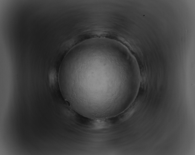 X0000100390623200806061255