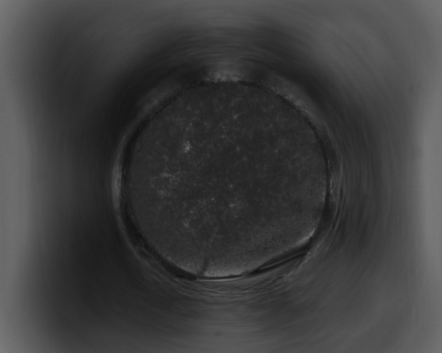 X0000100390722200806061253