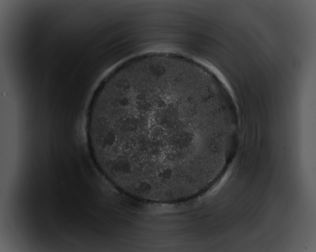 X0000100390783200806061253