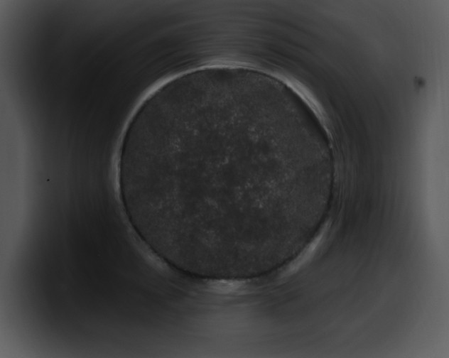 X0000100390854200806061253