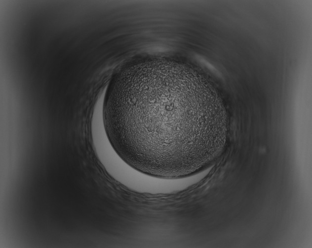 X0000100390917200806061251