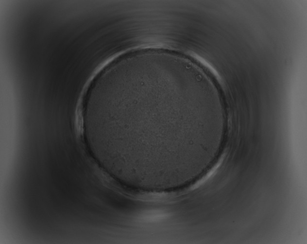 X0000100390925200806061251