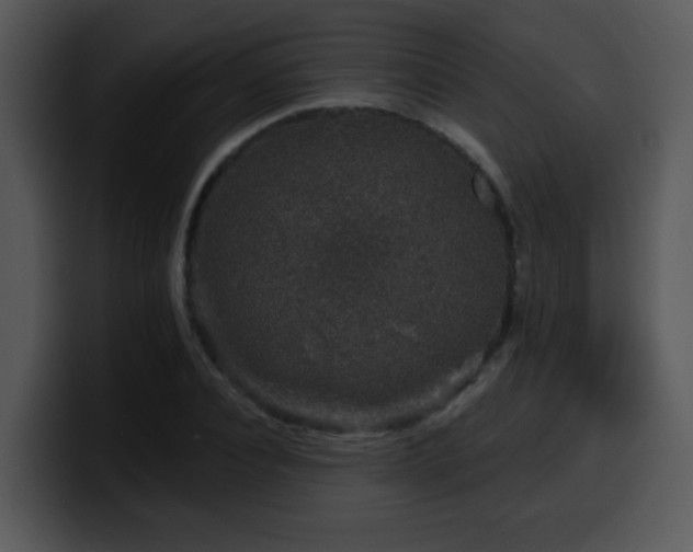 X0000100390928200806061251