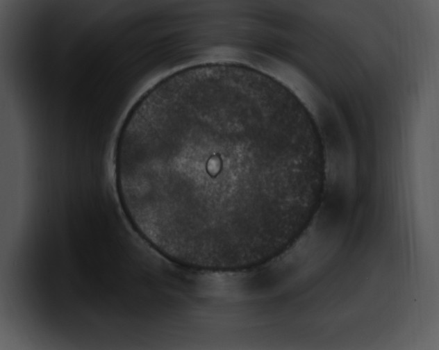 X0000100390950200806061251