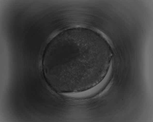 X0000100390977200806061250