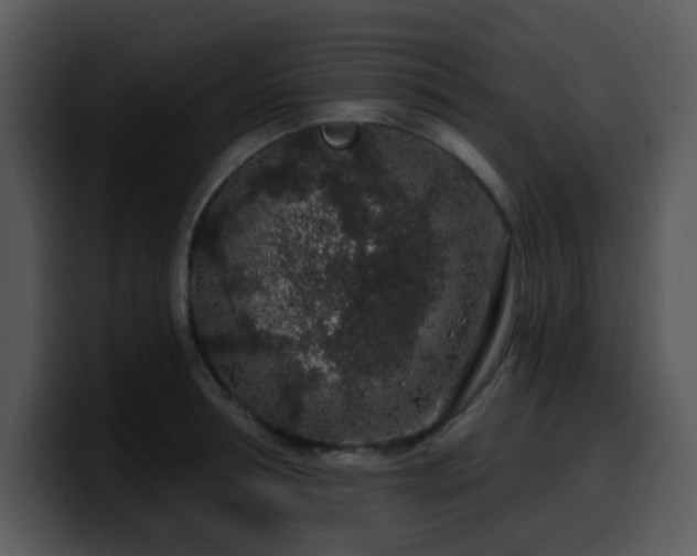 X0000100390994200806061250
