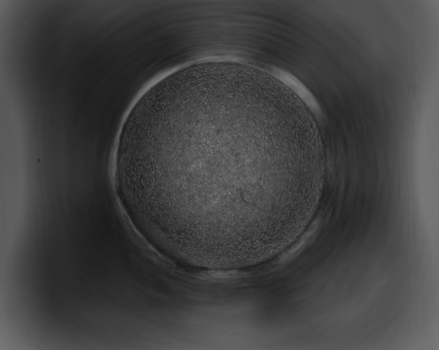 X0000100391052200806061250