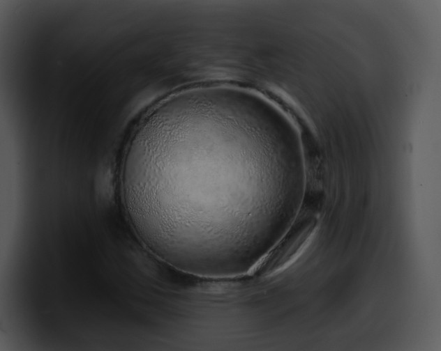 X0000100391163200806061248