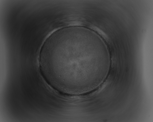 X0000100391212200806061247