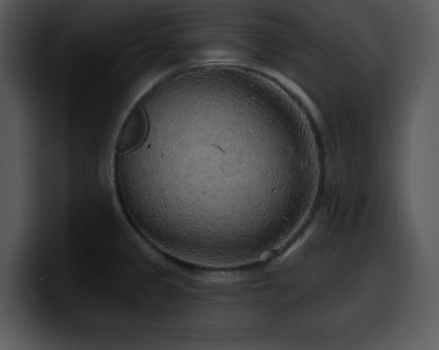 X0000100391333200806061246