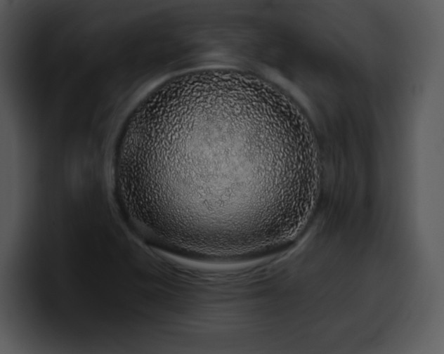 X0000100391415200806061244