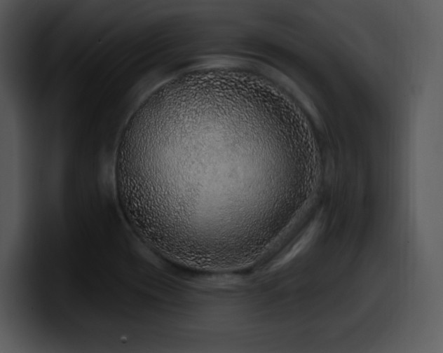 X0000100391417200806061244