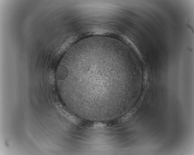 X0000100390257200806130958