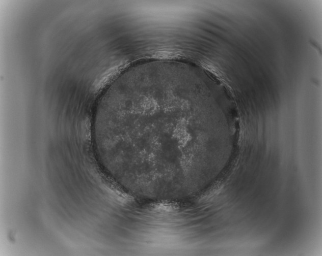 X0000100390303200806130958