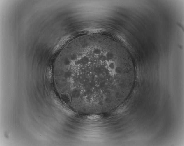 X0000100390357200806130957